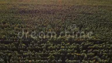 飞过一片盛开的葵花田4K。 无人机视频穿过一片黄色的向日葵。 一片田野的夏季景观..